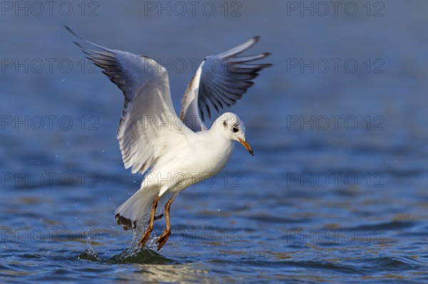 Lachmöwe, Black-headed Gull, Common Black-headed Gull, Larus ridibundus, Mouette rieuse, Gaviota Reidora