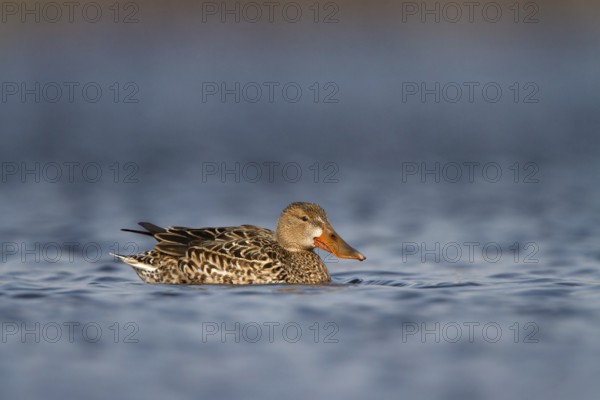 Slobeend, Northern Shoveler, Anas clypeata