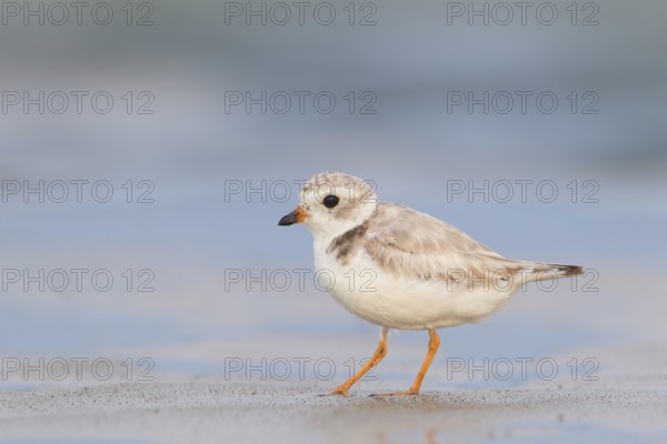 Adult Piping Plover feeding on New England beach
