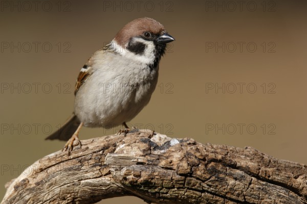 Eurasian Tree Sparrow (Passer montanus), perched, Castile and Leon, Spain
