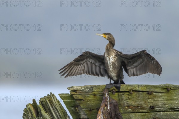 Great Cormorant (Phalacrocorax carbo) drying feathers, Mecklenburg-Western Pomerania, Germany