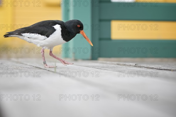 Eurasian Oystercatcher (Haematopus ostralegus), Schleswig-Holstein, Germany
