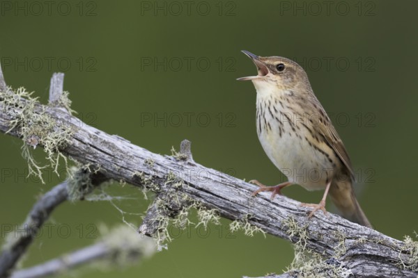 Lanceolated Warbler - Strichelschwirl - Locustella lanceolata ssp. lanceolata, Russia