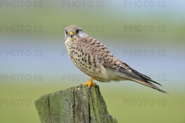 Common Kestrel (Falco tinnunculus), North Rhine-Westphalia, Germany