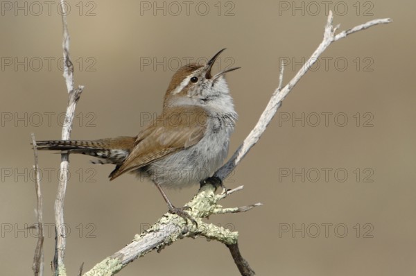 Bewick's Wren (Thryomanes bewickii) singing, Texas, USA
