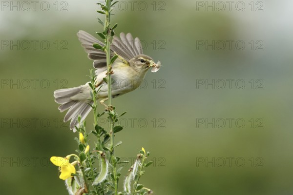 Willow Warbler (Phylloscopus trochilus) perched on a branch with food in its beak, Mecklenburg Western-Pomerania, Germany