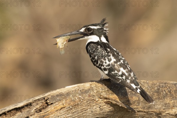 Pied Kingfisher (Ceryle rudis) with fish prey in its beak, Lake Baringo, Kenya