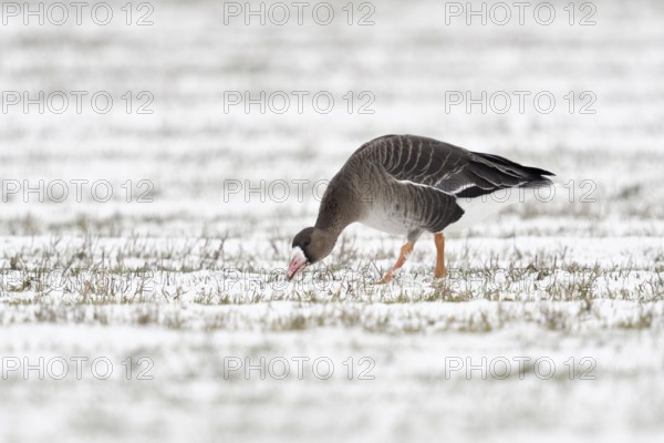 Greater White-fronted Goose (Anser albifrons) foraging on snowy field, North Rhine-Westphalia, Germany