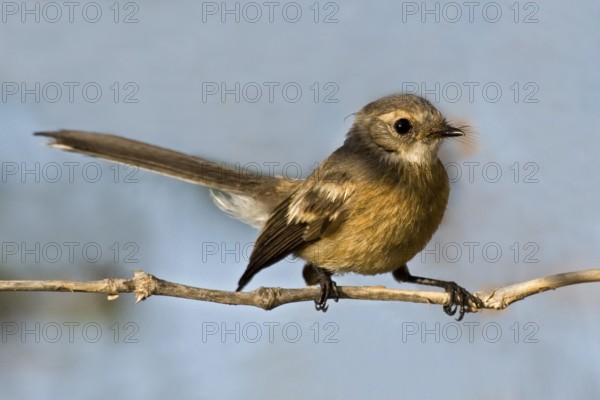 Mangrove Fantail (Rhipidura phasiana), Western Australia, Australia