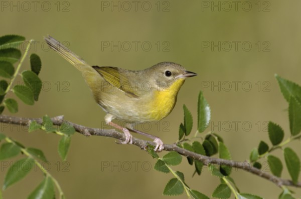 Common Yellowthroat (Geothlypis trichas), Texas, USA