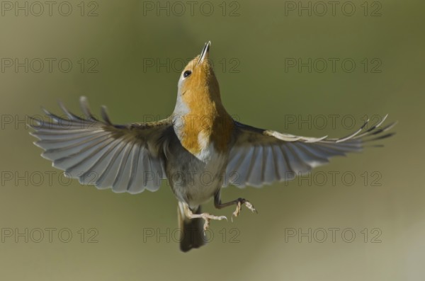 European Robin (Erithacus rubecula) flying, Liguria, Italy