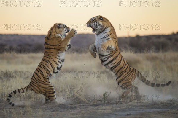 Bengal Tiger (Panthera tigris) two females fighting, captive, Philippolis, South Africa