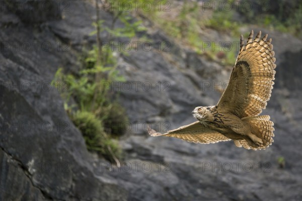 Eurasian Eagle-Owl (Bubo bubo) flying, North Rhine-Westphalia, Germany