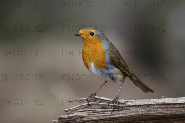European Robin (Erithacus rubecula) perched on a branch, North Rhine-Westphalia, Germany