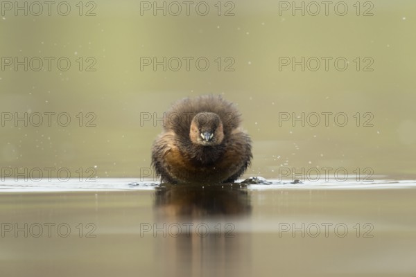 Little Grebe (Tachybaptus ruficollis), North Rhine-Westphalia, Germany