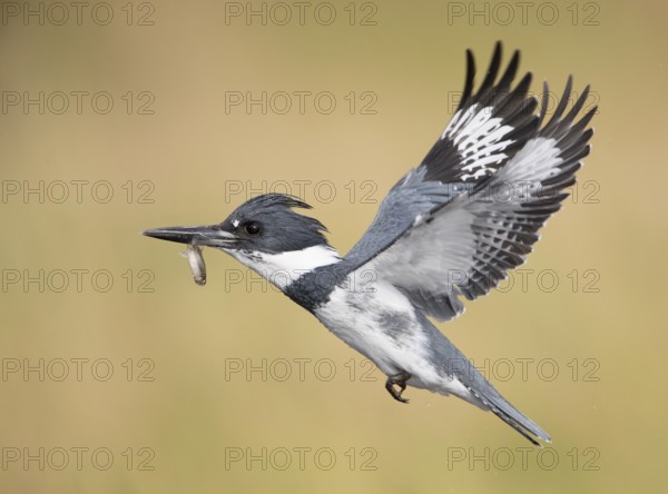 Belted Kingfisher (Megaceryle alcyon) male flying with fish prey in its beak, Florida, USA