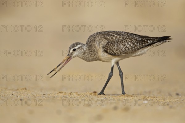 Bar-tailed Godwit (Limosa lapponica) foraging, New South Wales, Australia