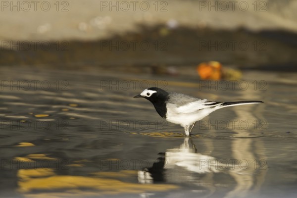 White Wagtail (Motacilla alba personata), Oman