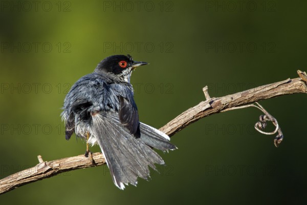 Sardinian Warbler (Sylvia melanocephala) male, Alicante, Spain