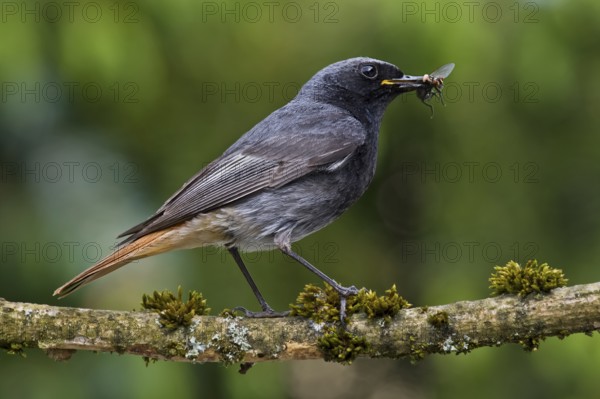 Black Redstart (Phoenicurus ochruros) male with insect prey in beak to feed chicks, Bavaria, Germany