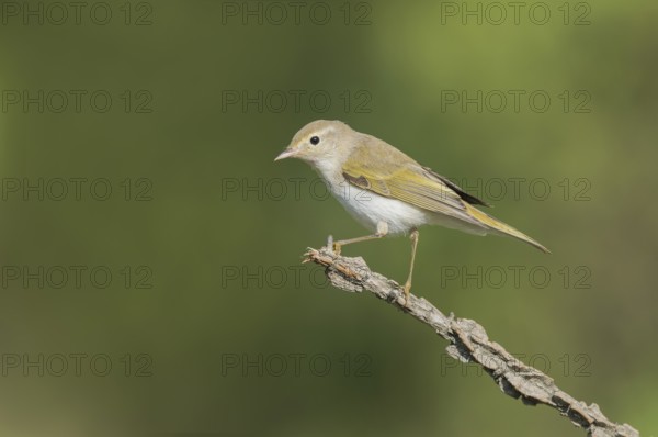 Western Bonelli's Warbler (Phylloscopus bonelli) perched on a branch, Aostatal, Italia
