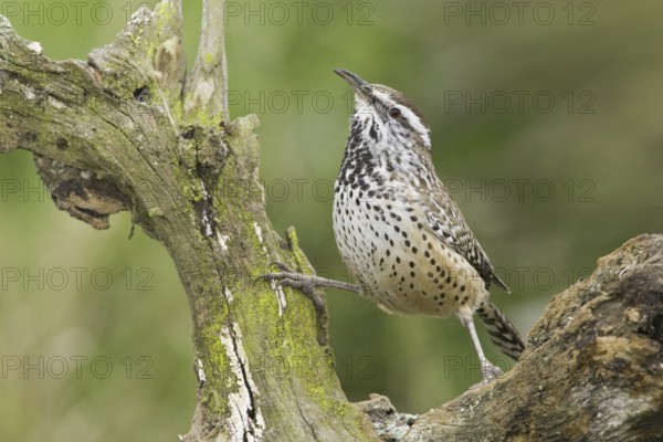 Cactus Wren (Campylorhynchus brunneicapillus), Texas, USA