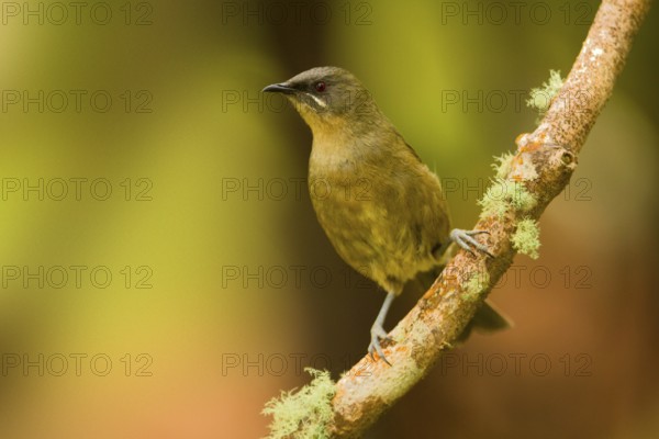 New Zealand Bellbird (Anthornis melanura), Auckland Island, New Zealand