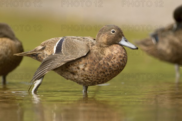 Brown Teal (Anas chlorotis) female, North Island, New Zealand