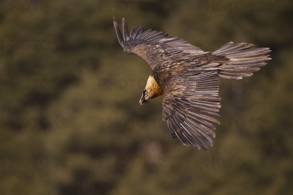 Bearded Vulture (Gypaetus barbatus) flying, Pyrenees, Spain
