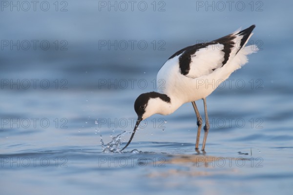 Pied Avocet (Recurvirostra avosetta) foraging, Lake Neusiedl, Austria