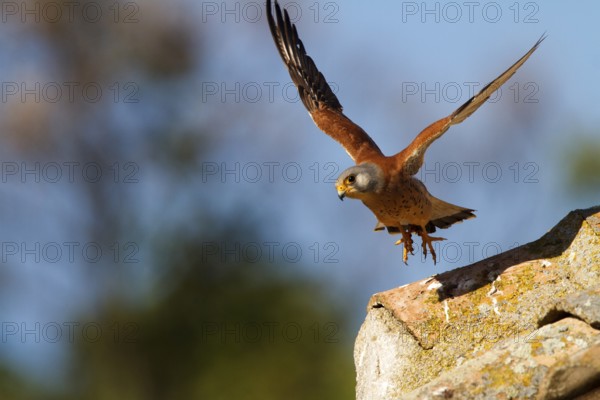 Lesser Kestrel (Falco naumanni) male flying, Castile-La Mancha, Spain