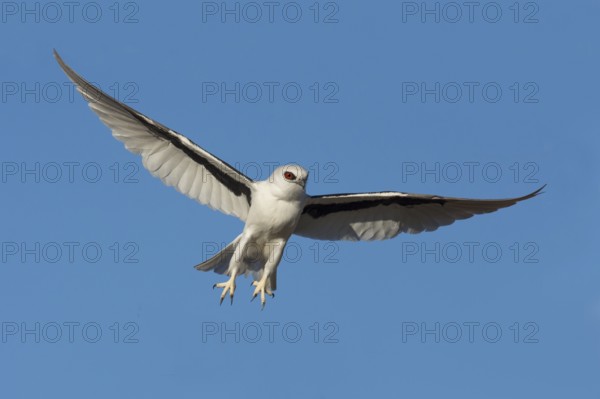 Schwarzachselaar (Elanus scriptus) flying, South Australia, Australia