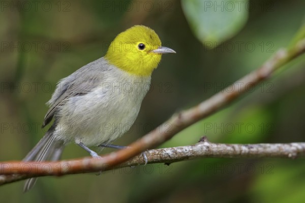 Yellow-headed Warbler (Teretistris fernandinae) perched on a branch in Cuba