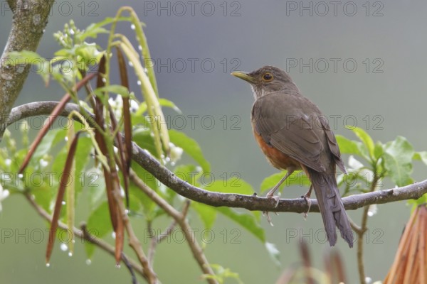 Rufous-bellied Thrush (Turdus rufiventris) perched on a branch in Bolivia, South America