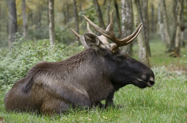 Eurasian elk (Alces alces alces), bull elk, Poland