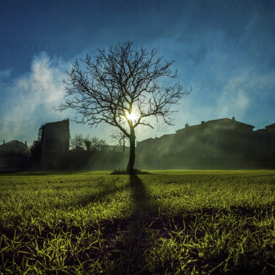 Bright sunlight shines through the branches of a leafless tree standing alone in a serene field in Auvergne, France. Wisps of mist create an enchanting atmosphere in the morning light