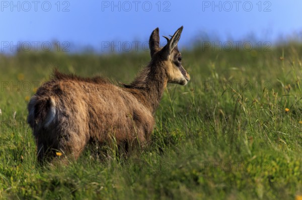 A chamois looks across the meadow into the distance, chamois, chamois, (Rupicapra rupicaprae), wildlife, Vosges, France