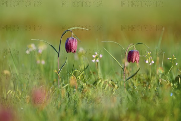 Snake's Head Fritillary or lapwing (Fritillaria meleagris), in the morning sun on a green meadow, spring, Jossa, Sinntal, Spessart, Hesse, Germany