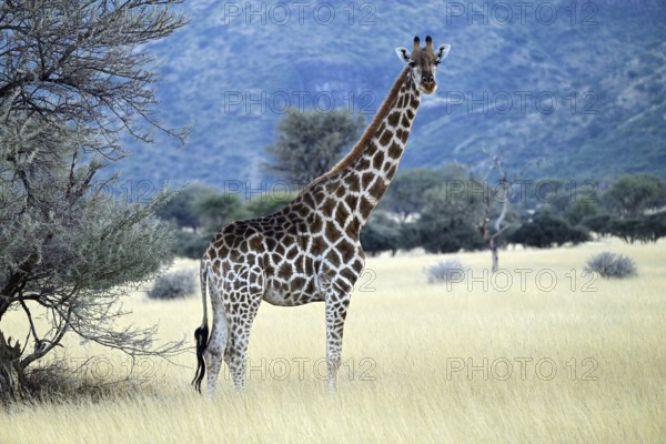 Giraffe (Giraffa camelopardalis giraffa) in the early morning light, Namibia