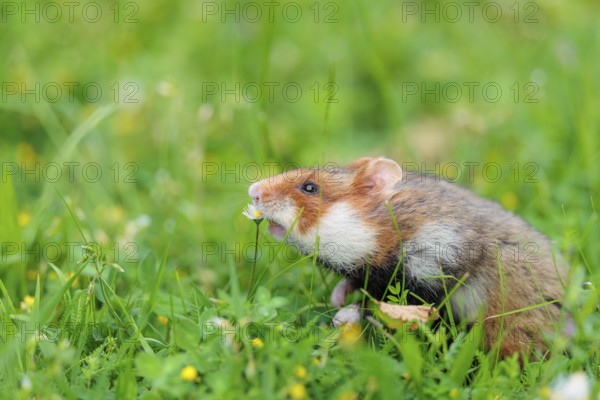 A European hamster (Cricetus cricetus) collects herbs, grass and daisies in a fresh green meadow