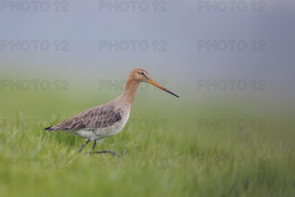 Early morning in the meadow... Black-tailed godwit (Limosa limosa) in fresh breeding plumage walking through fresh green grass in search of food, rare meadow limosa, meadow breeder highly endangered due to intensive agriculture and drainage of wet meadows, wildlife, native nature, Lower Rhine, North Rhine-Westphalia, Germany, Western Europe