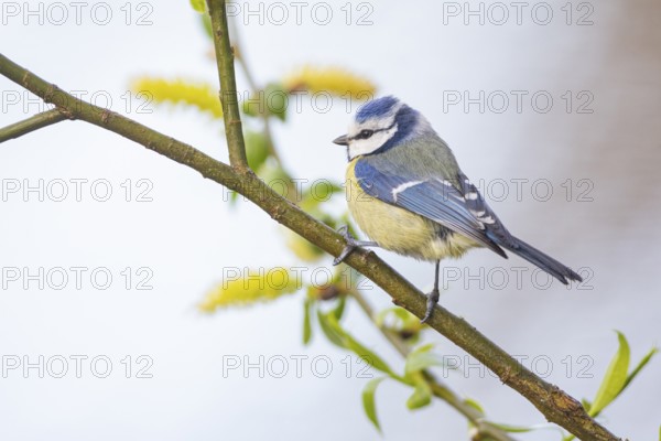 Blue tit (Parus caeruleus) Germany