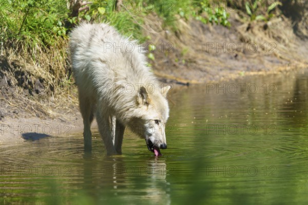 A wolf drinking at a calm body of water surrounded by green vegetation, Arctic wolf, (Canis lupus arctos), Germany