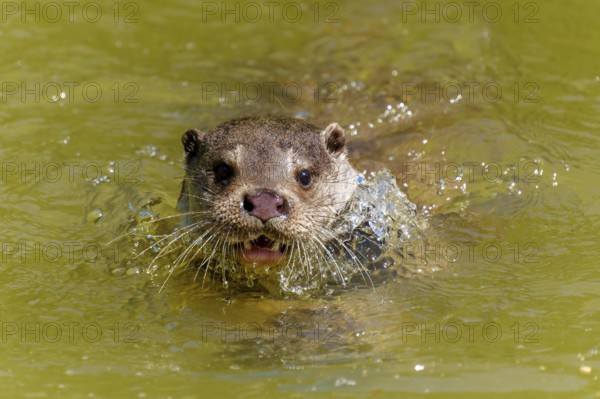 An otter swimming head-on in the water with its mouth wide open, European otter (Lutra lutra) Germany