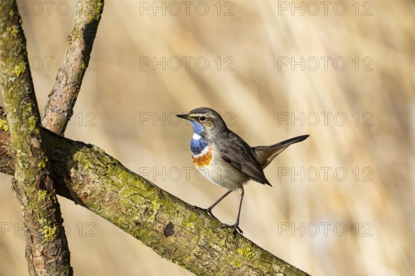 Bluethroat (Luscinia svecica cyanecula) ml Germany