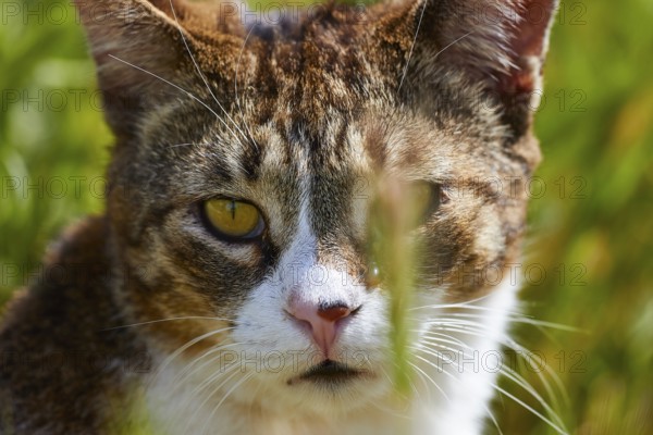 Tabby cat with yellow eyes looking through blades of grass, Kalithea, cat station, Rhodes, Dodecanese, Greek Islands, Greece