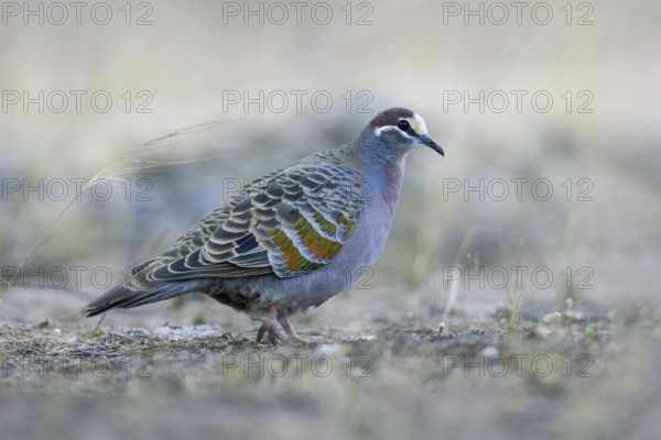 Common Bronzewing (Phaps chalcoptera) male perched on the ground, Victoria, Australia
