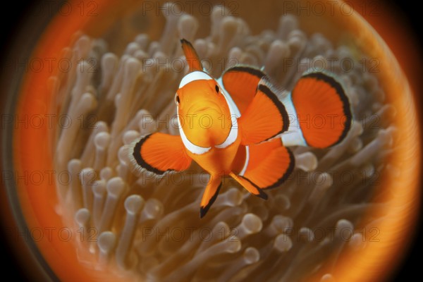 Falscher Clownfisch, Falscher Clown-Anemonenfisch, Orangeringel-Anemonenfisch, Amphiprion ocellaris Clown Anemonefish, Western Clown Anemonefish, Amphiprion ocellaris