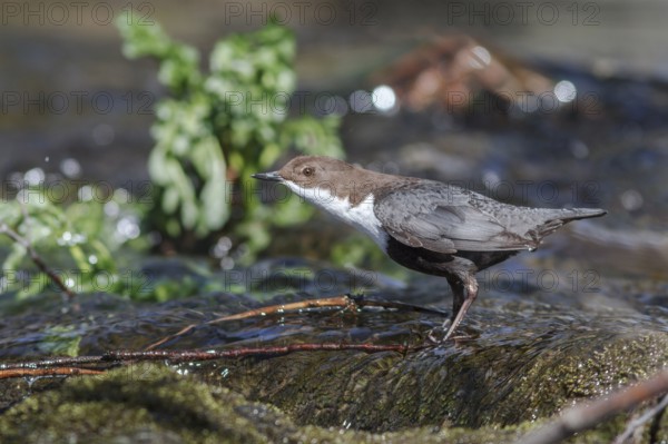 White-throated Dipper (Cinclus cinclus), on river, Galicia, Spain