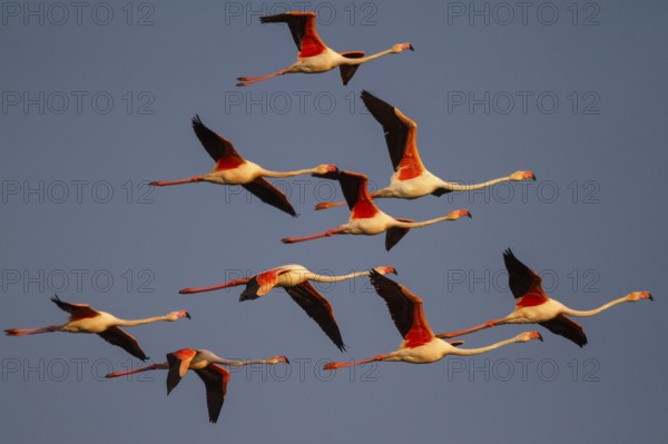 Greater Flamingo (Phoenicopterus roseus) flying, Greece